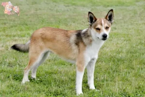Read more about the article Norwegian Lundehund breeders and puppies in Syddanmark