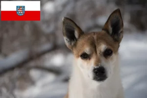 Read more about the article Norwegian Lundehund breeders and puppies in Thuringia