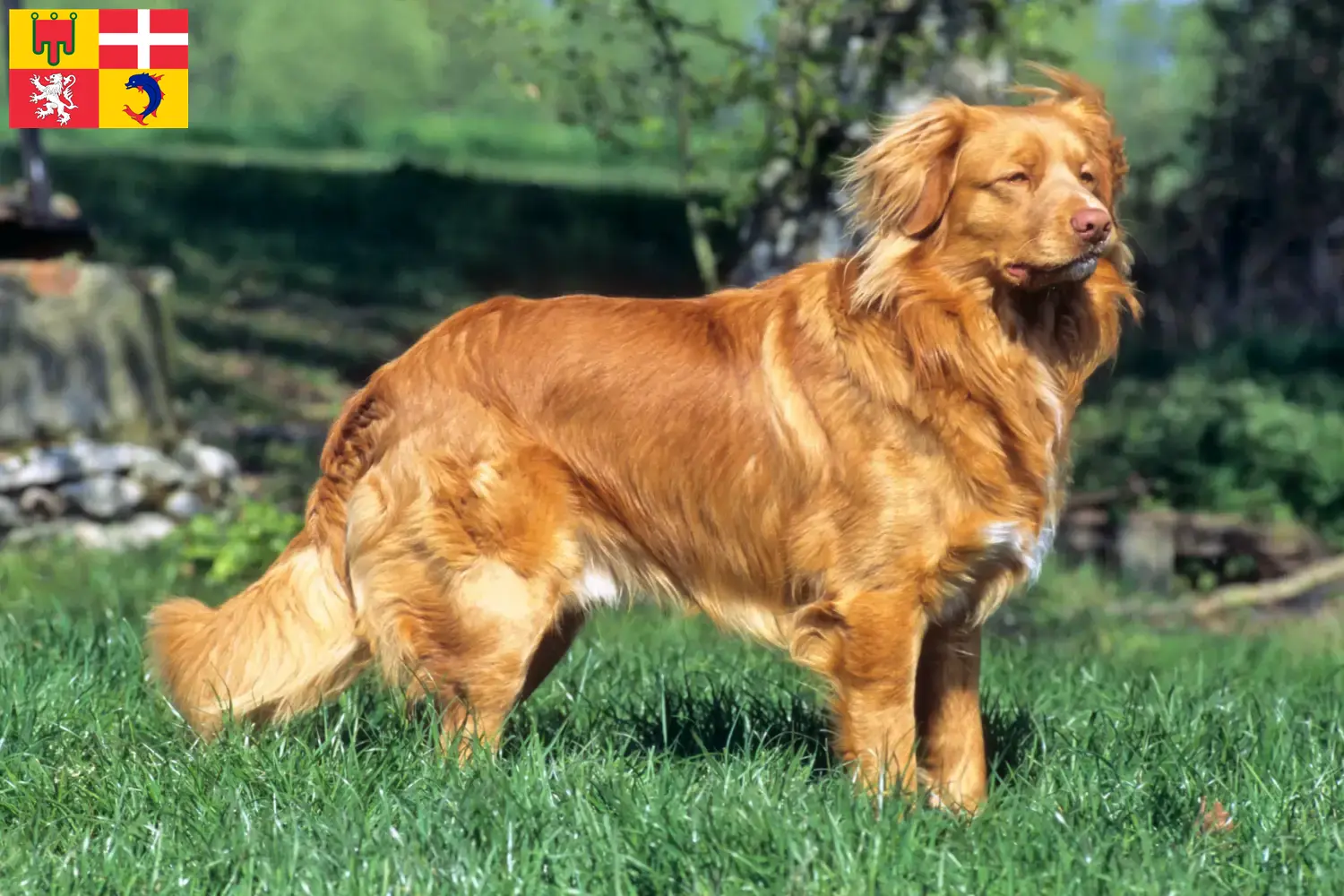 Read more about the article Nova Scotia Duck Tolling Retriever breeders and puppies in Auvergne-Rhône-Alpes