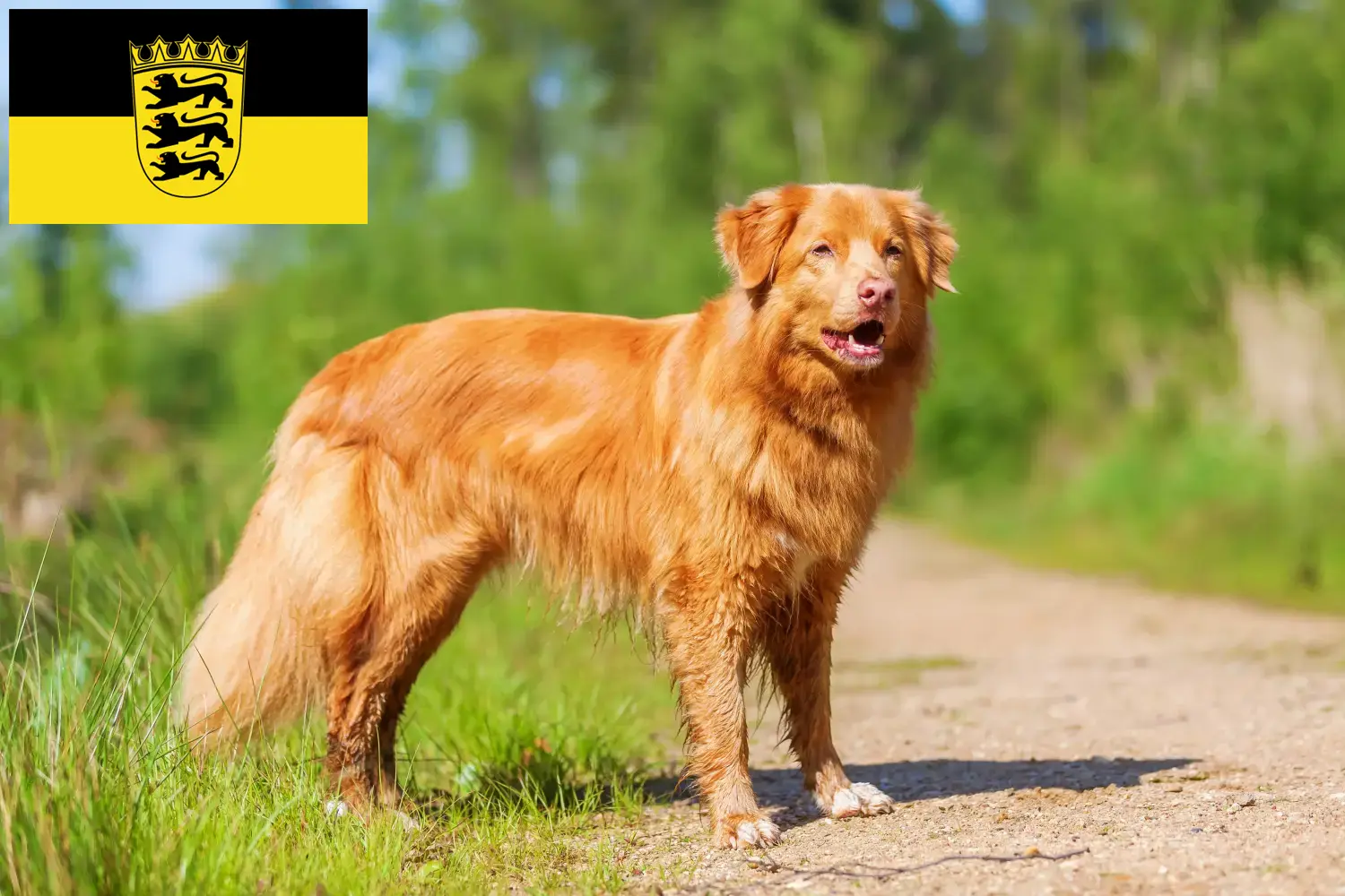 Nova Scotia Duck Tolling Retriever puppies and breeders Baden-Württemberg Here you can find Nova Scotia Duck Tolling Retriever breeders in Baden-Württemberg.
