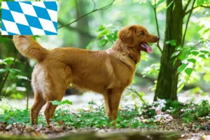 Read more about the article Nova Scotia Duck Tolling Retriever breeders and puppies in Bavaria