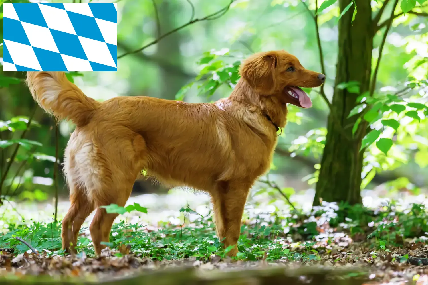 Read more about the article Nova Scotia Duck Tolling Retriever breeders and puppies in Bavaria