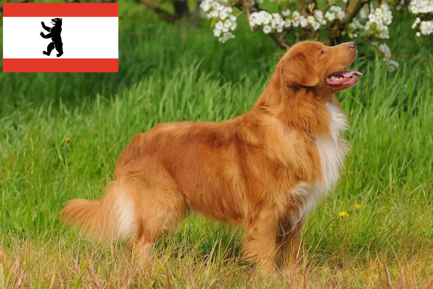 Nova Scotia Duck Tolling Retriever puppies and breeders Berlin Find Nova Scotia Duck Tolling Retriever breeders in Berlin.