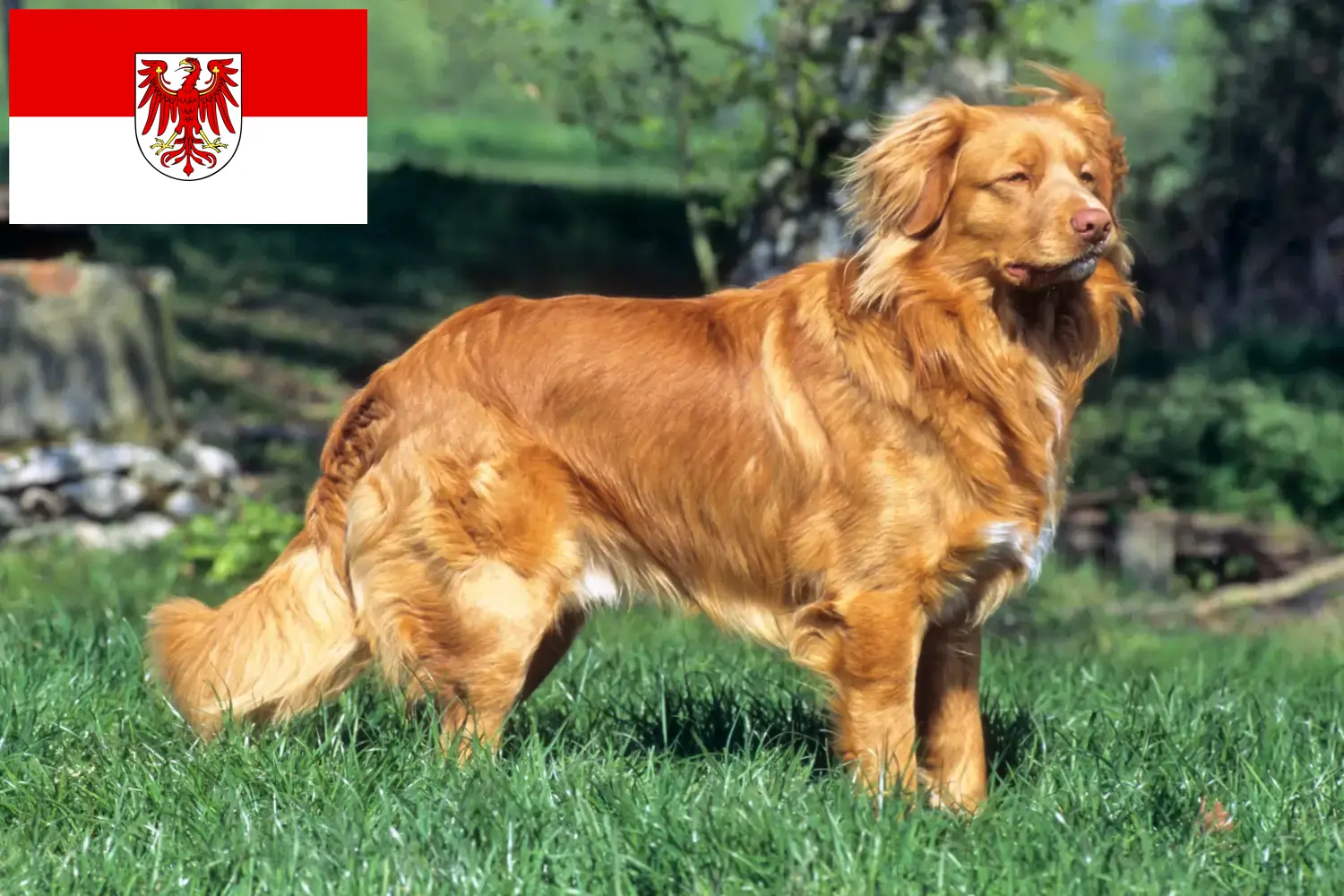 Nova Scotia Duck Tolling Retriever puppies and breeders Brandenburg Find Nova Scotia Duck Tolling Retriever breeders in Brandenburg.