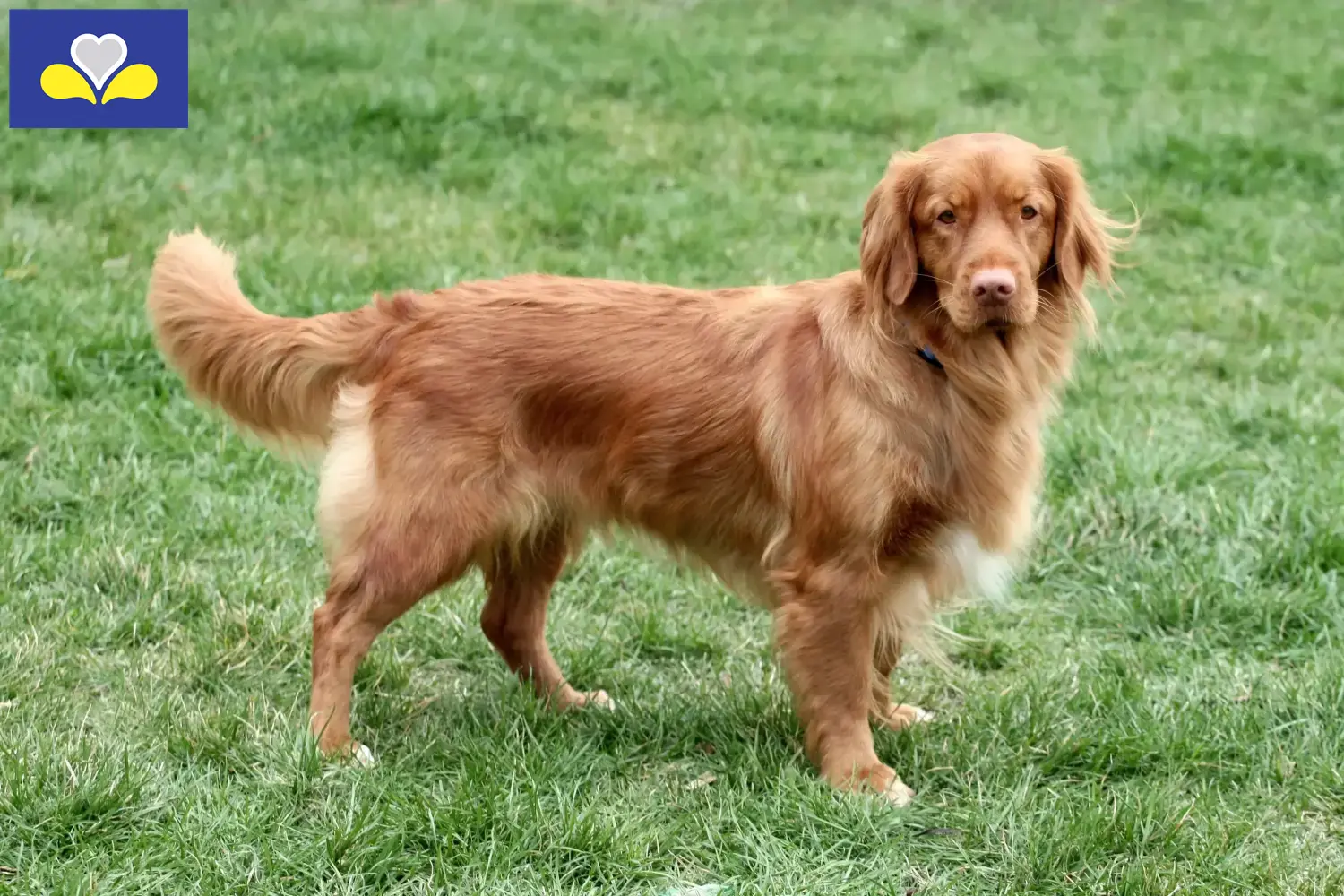 Read more about the article Nova Scotia Duck Tolling Retriever breeders and puppies in Brussels-Capital Region