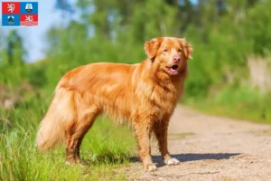 Read more about the article Nova Scotia Duck Tolling Retriever breeders and puppies in Carlsbad