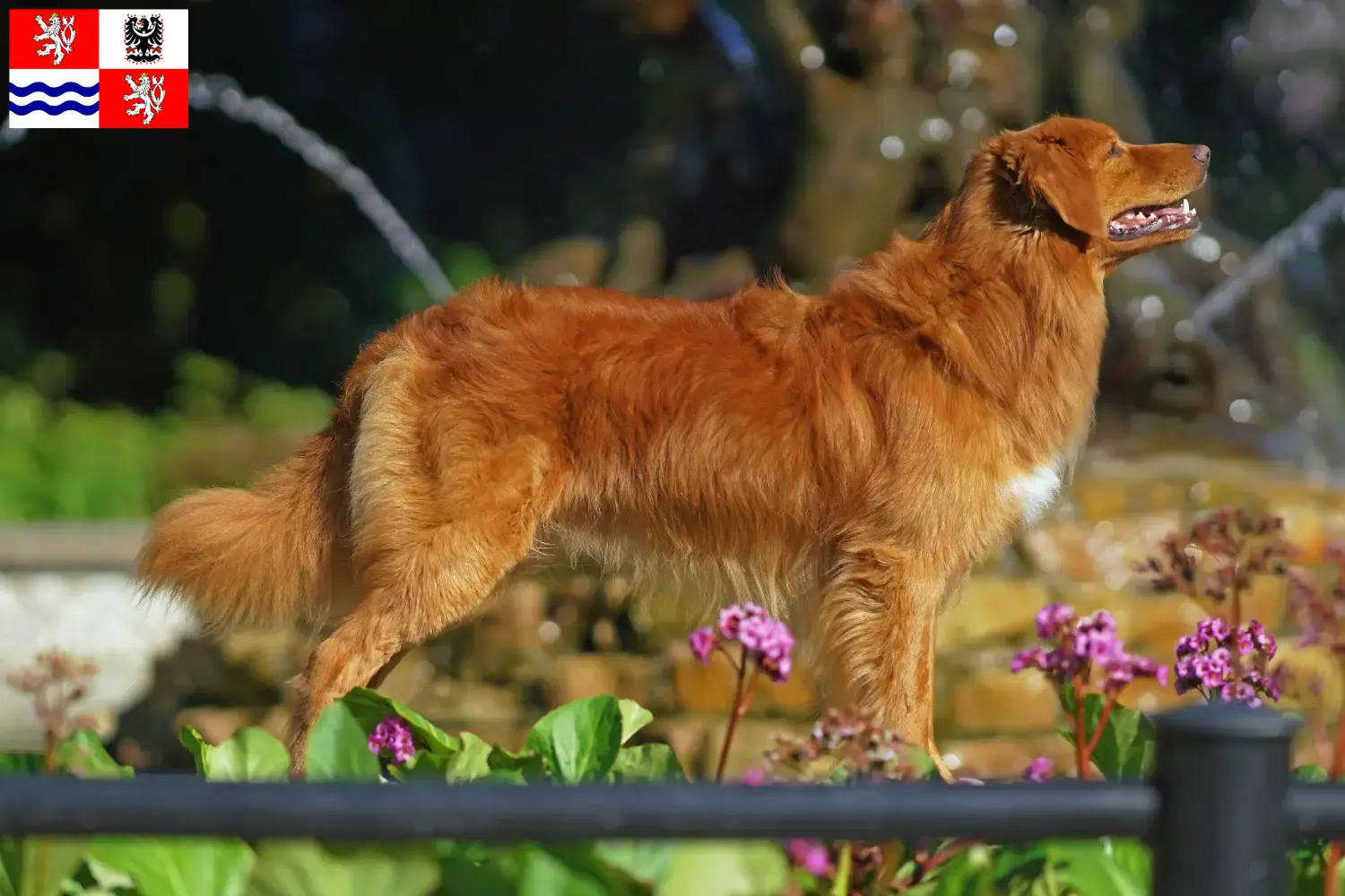 Nova Scotia Duck Tolling Retriever puppies and breeder Central Bohemia Find Nova Scotia Duck Tolling Retriever breeders in Central Bohemia.