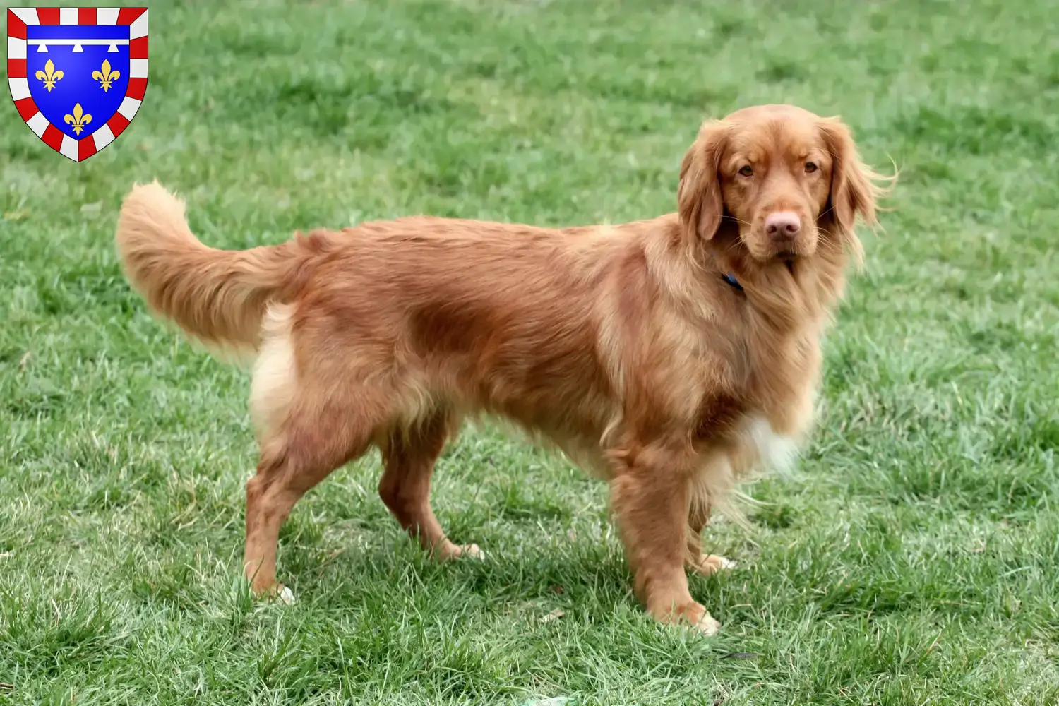 Nova Scotia Duck Tolling Retriever puppies and breeders Centre-Val de Loire Find Nova Scotia Duck Tolling Retriever breeders in Centre-Val de Loire.