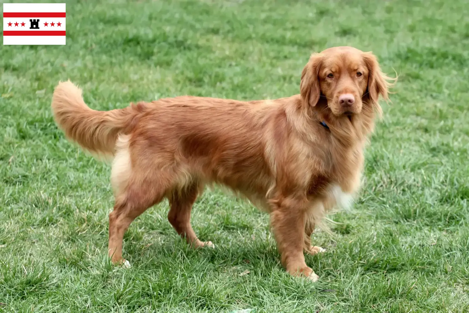 Read more about the article Nova Scotia Duck Tolling Retriever breeders and puppies in Drenthe