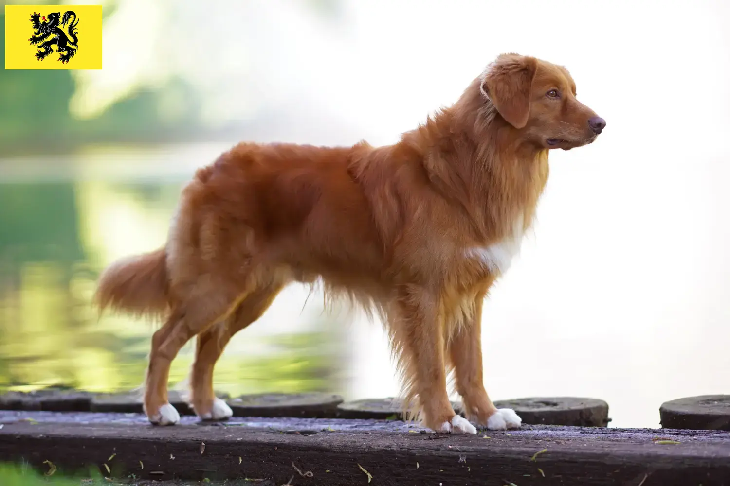 Read more about the article Nova Scotia Duck Tolling Retriever breeders and puppies in Flanders