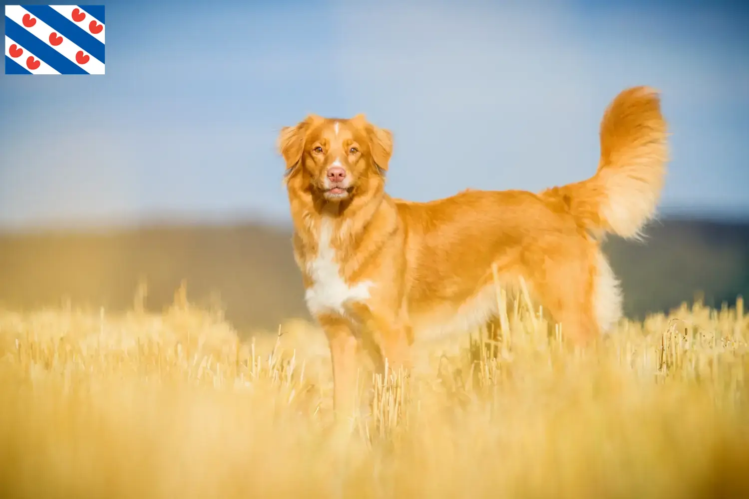 Read more about the article Nova Scotia Duck Tolling Retriever breeders and puppies in Friesland