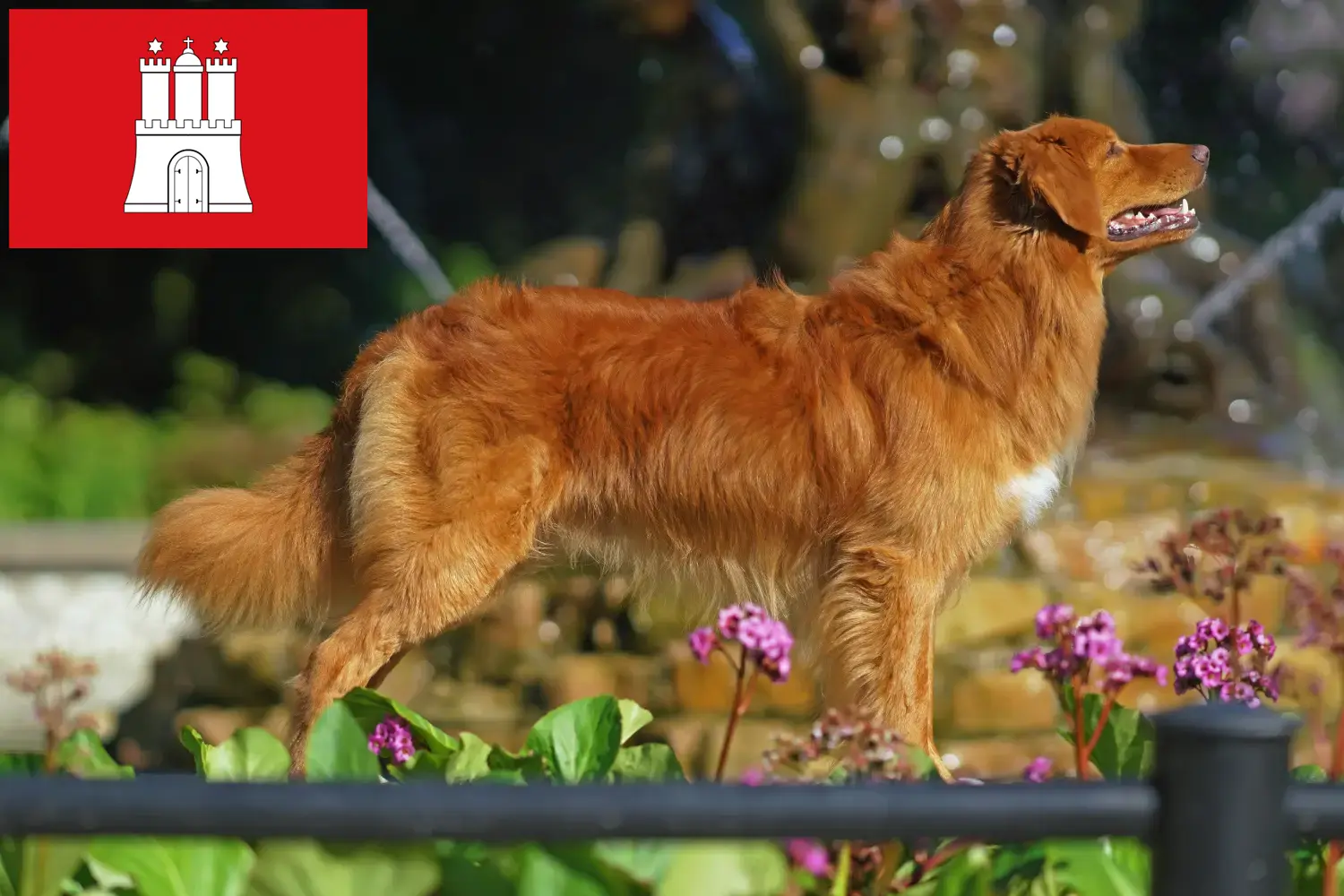 Read more about the article Nova Scotia Duck Tolling Retriever breeders and puppies in Hamburg