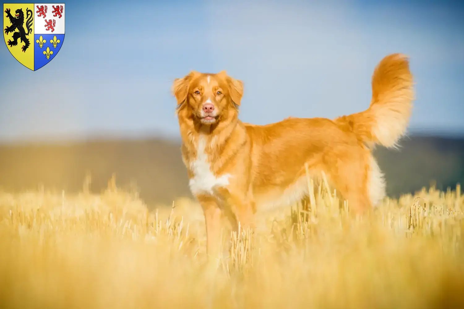 Nova Scotia Duck Tolling Retriever puppies and breeders Hauts-de-France Find Nova Scotia Duck Tolling Retriever breeders in Hauts-de-France.