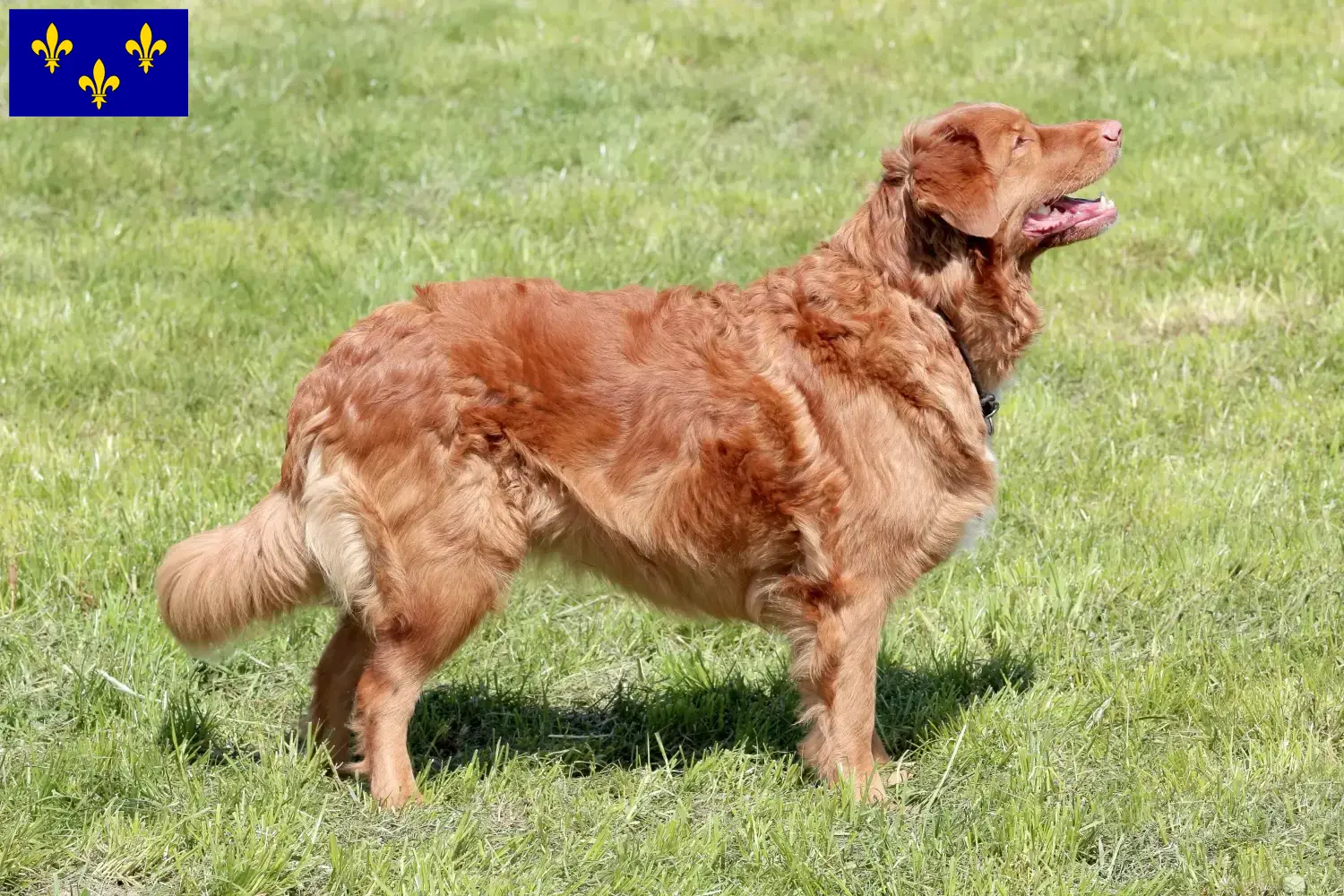 Read more about the article Nova Scotia Duck Tolling Retriever breeders and puppies in Île-de-France