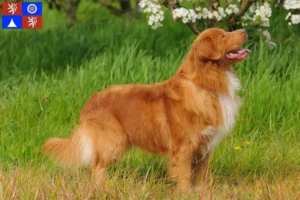 Read more about the article Nova Scotia Duck Tolling Retriever breeders and puppies in Liberec