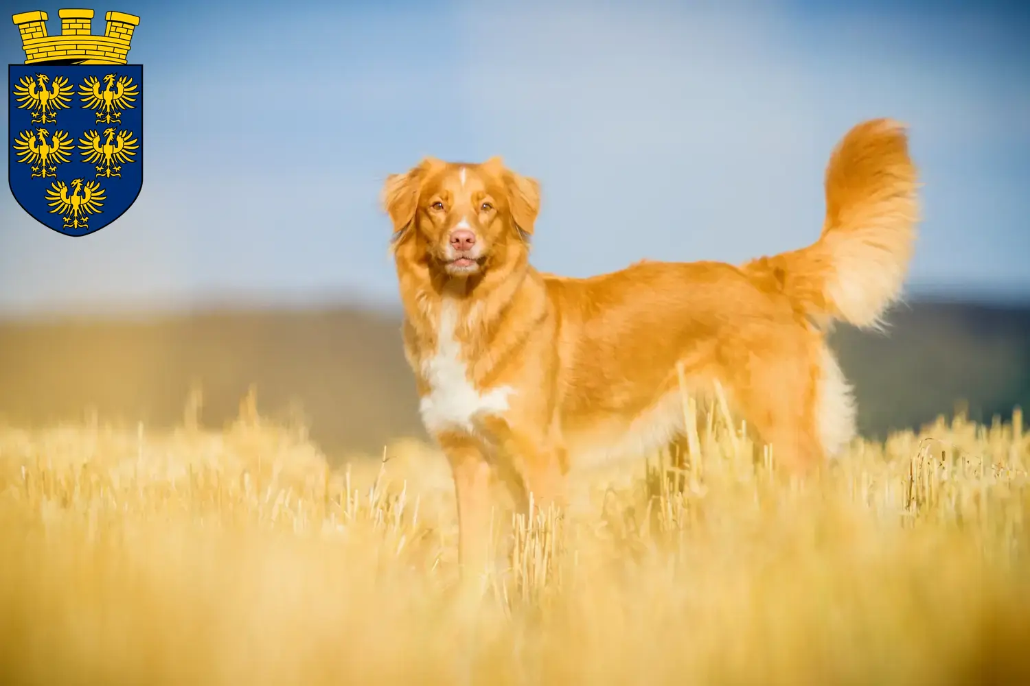 Read more about the article Nova Scotia Duck Tolling Retriever breeders and puppies in Lower Austria