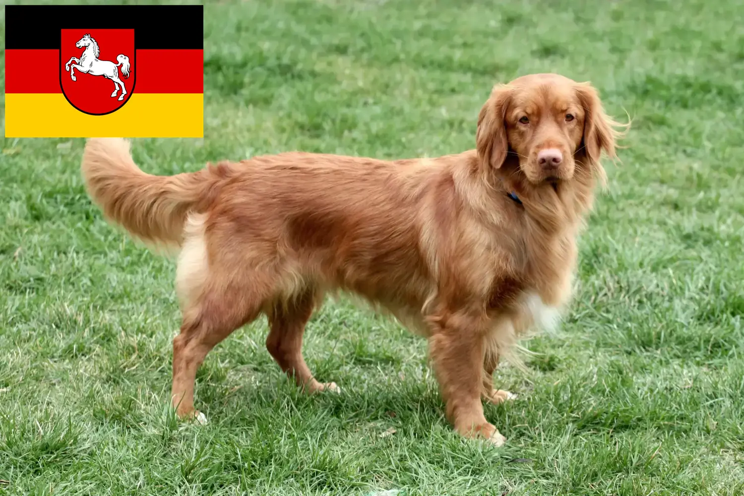 Nova Scotia Duck Tolling Retriever puppies and breeders Lower Saxony Find Nova Scotia Duck Tolling Retriever breeders in Lower Saxony.