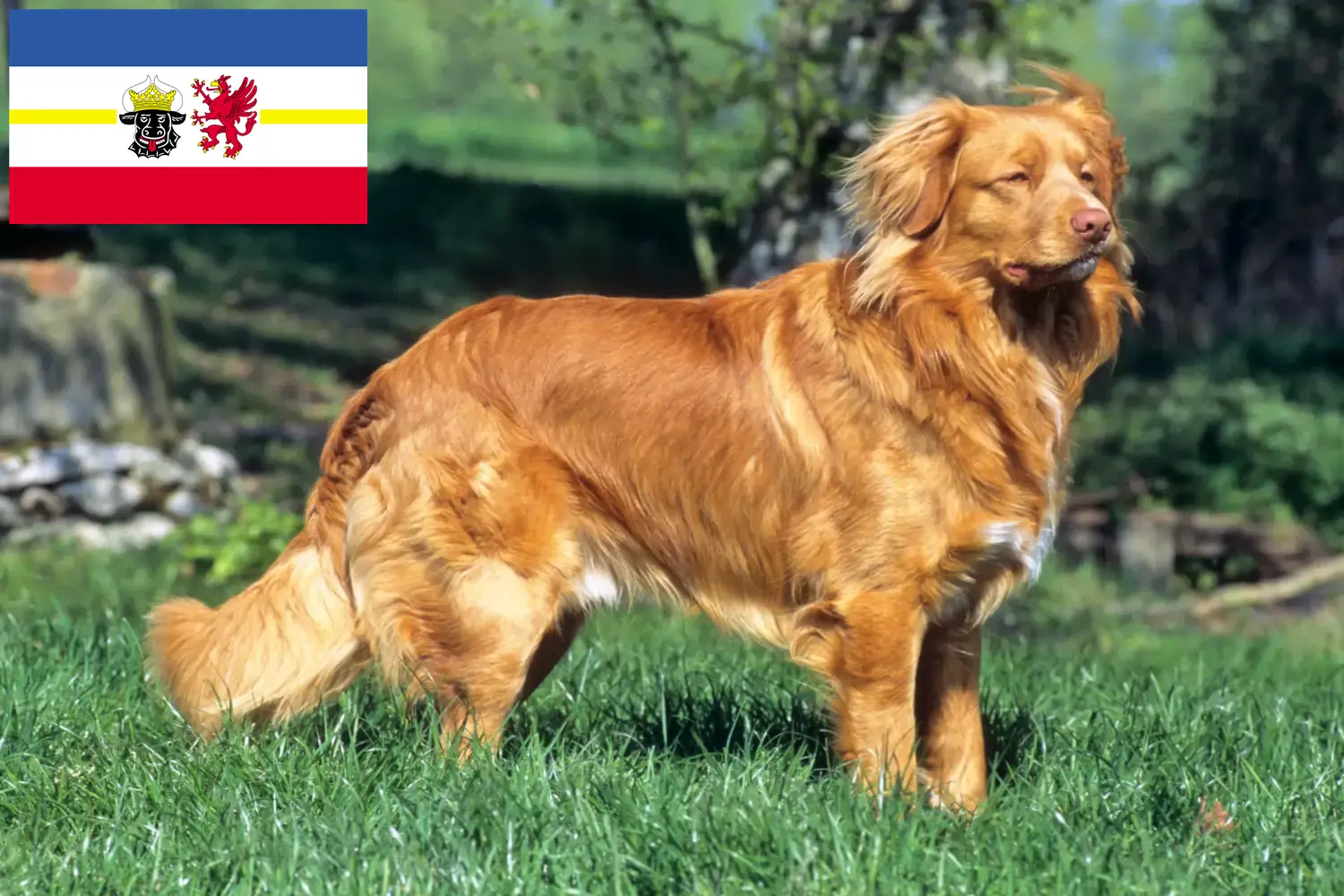 Nova Scotia Duck Tolling Retriever puppies and breeders Mecklenburg-Vorpommern Find Nova Scotia Duck Tolling Retriever breeders in Mecklenburg-Vorpommern.