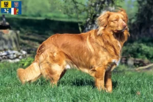 Read more about the article Nova Scotia Duck Tolling Retriever breeders and puppies in Moravia-Silesia