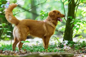 Read more about the article Nova Scotia Duck Tolling Retriever breeders and puppies in North Jutland