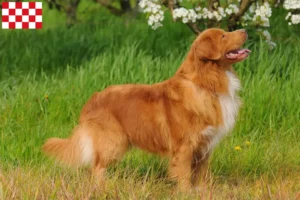 Read more about the article Nova Scotia Duck Tolling Retriever breeders and puppies in North Brabant