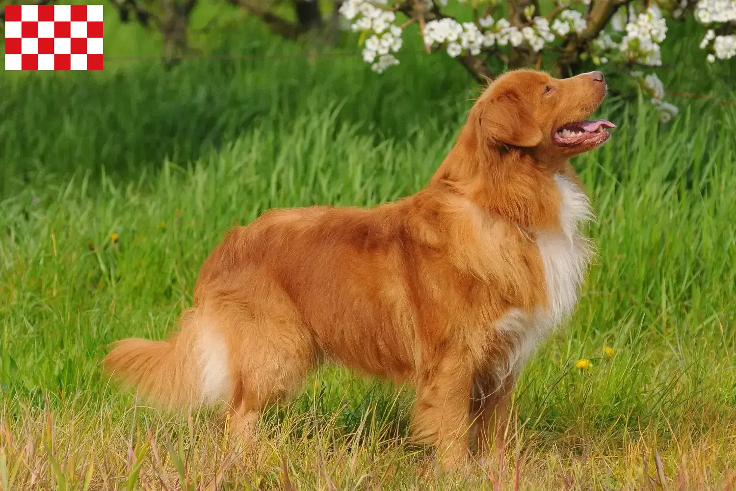 Nova Scotia Duck Tolling Retriever puppies and breeders North Brabant Find Nova Scotia Duck Tolling Retriever breeders in North Brabant.