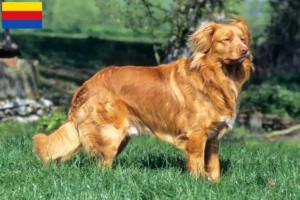 Read more about the article Nova Scotia Duck Tolling Retriever breeders and puppies in North Holland