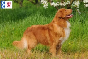 Read more about the article Nova Scotia Duck Tolling Retriever breeders and puppies in Nouvelle-Aquitaine