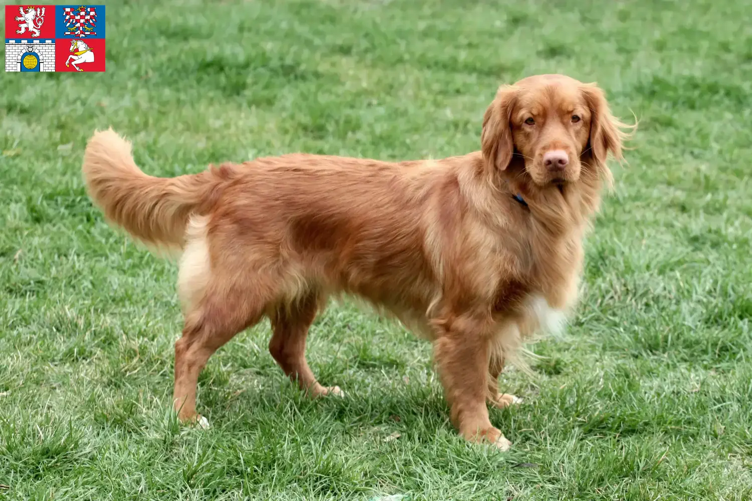 Nova Scotia Duck Tolling Retriever puppies and breeders Pardubice Find Nova Scotia Duck Tolling Retriever breeders in Pardubice.