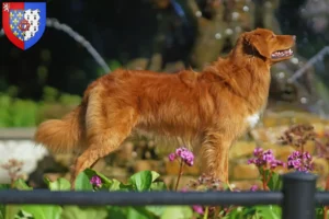 Read more about the article Nova Scotia Duck Tolling Retriever breeders and puppies in Pays de la Loire