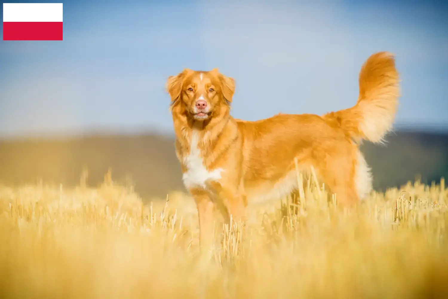 Nova Scotia Duck Tolling Retriever puppies and breeders Poland Find Nova Scotia Duck Tolling Retriever breeders in Poland.