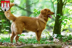 Read more about the article Nova Scotia Duck Tolling Retriever breeders and puppies in Salzburg