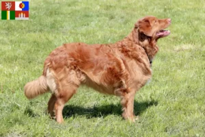 Read more about the article Nova Scotia Duck Tolling Retriever breeders and puppies in South Bohemia