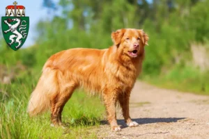 Read more about the article Nova Scotia Duck Tolling Retriever breeders and puppies in Styria