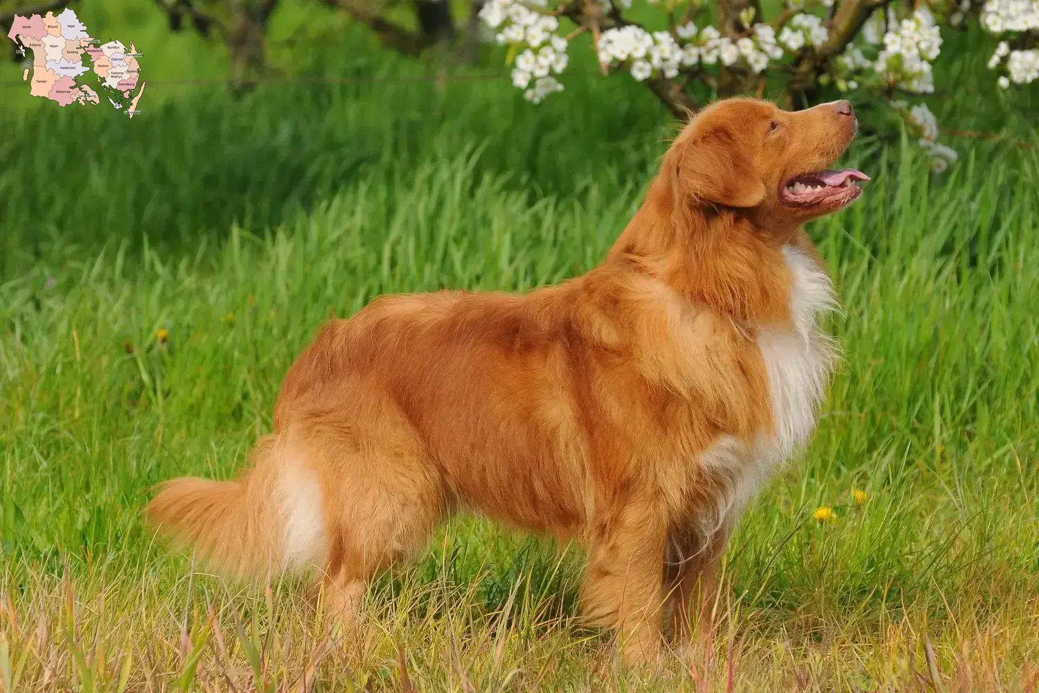 Read more about the article Nova Scotia Duck Tolling Retriever breeders and puppies in Syddanmark