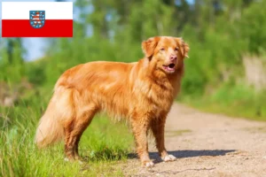 Read more about the article Nova Scotia Duck Tolling Retriever breeders and puppies in Thuringia