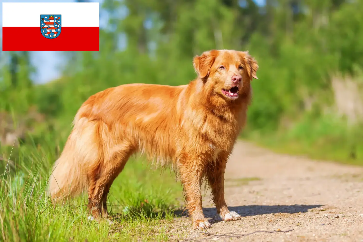Read more about the article Nova Scotia Duck Tolling Retriever breeders and puppies in Thuringia
