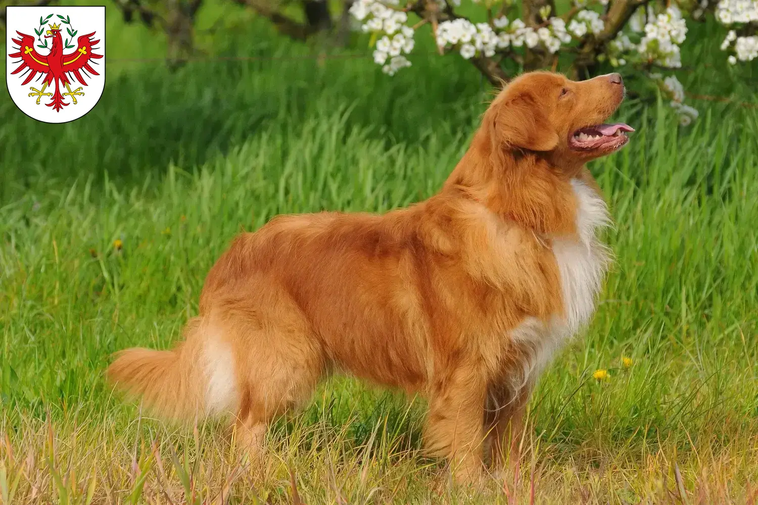 Read more about the article Nova Scotia Duck Tolling Retriever breeders and puppies in Tirol