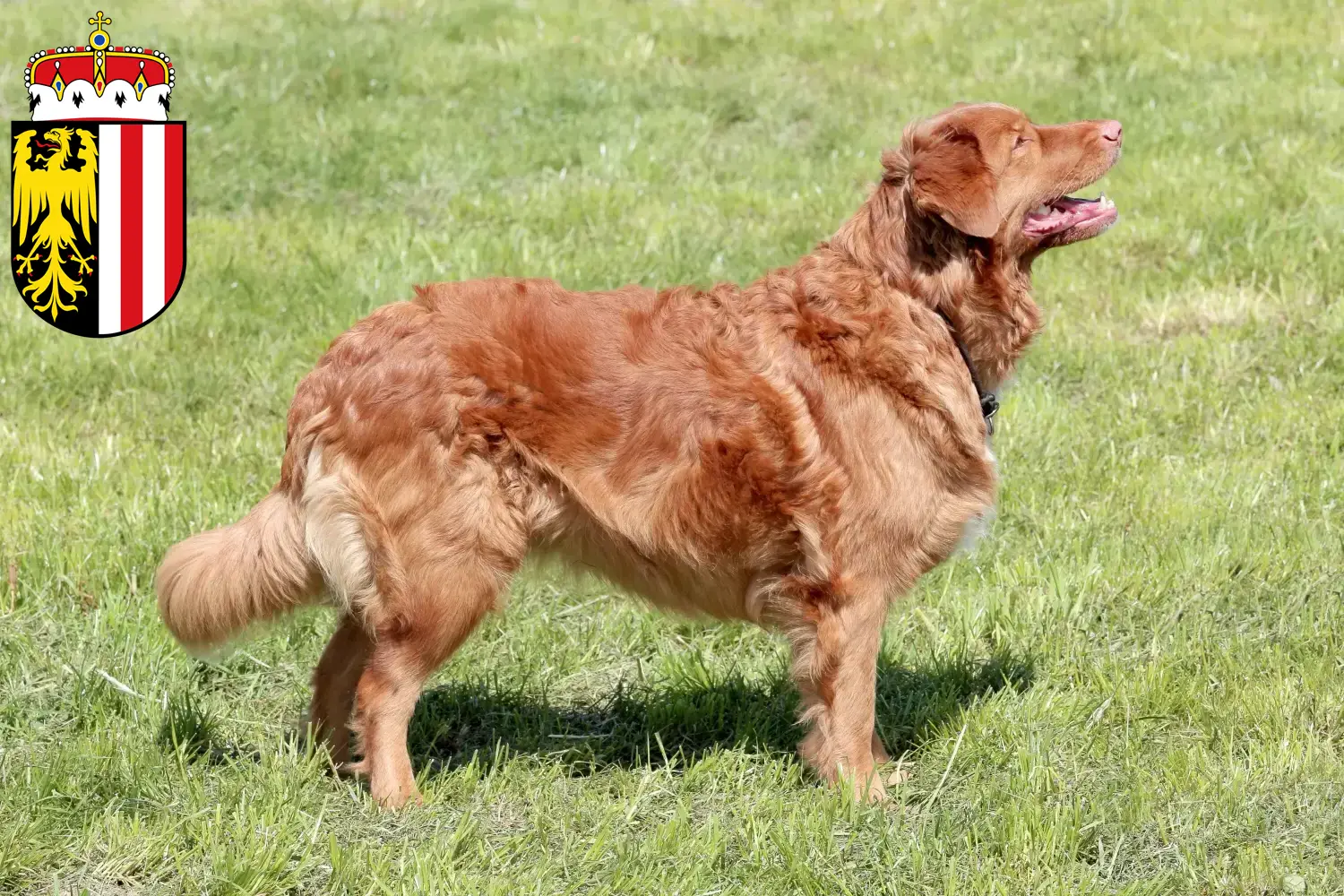 Read more about the article Nova Scotia Duck Tolling Retriever breeders and puppies in Upper Austria