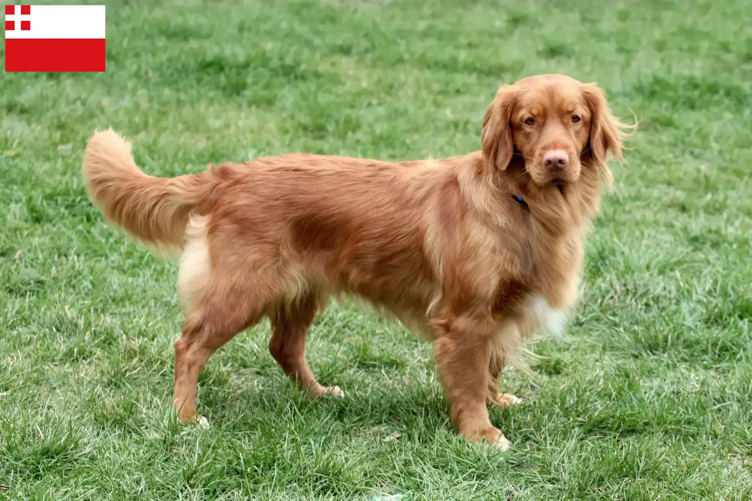 Nova Scotia Duck Tolling Retriever puppies and breeders Utrecht Find Nova Scotia Duck Tolling Retriever breeders in Utrecht.