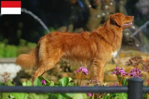 Read more about the article Nova Scotia Duck Tolling Retriever breeders and puppies in Vienna