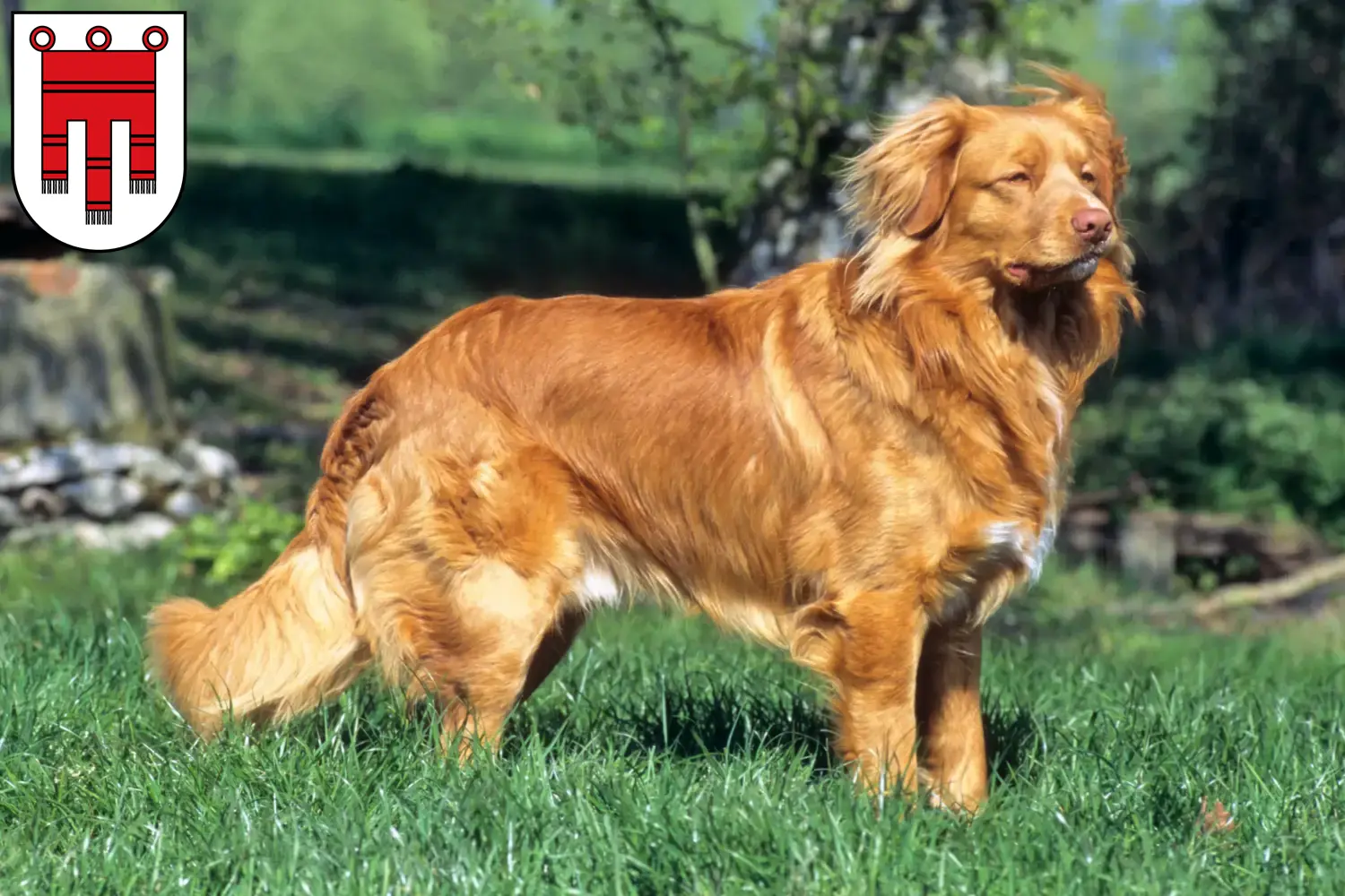 Nova Scotia Duck Tolling Retriever puppies and breeders Vorarlberg Find Nova Scotia Duck Tolling Retriever breeders in Vorarlberg.