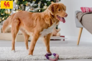 Read more about the article Nova Scotia Duck Tolling Retriever breeders and puppies in Walloon Region