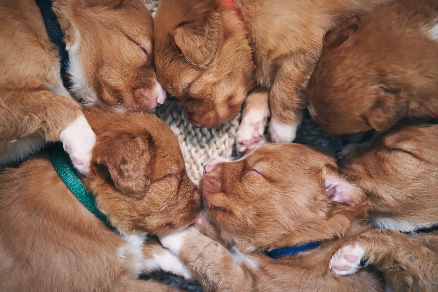 Buying a Nova Scotia Duck Tolling Retriever puppy means taking responsibility! Buy Nova Scotia Duck Tolling Retriever puppies.