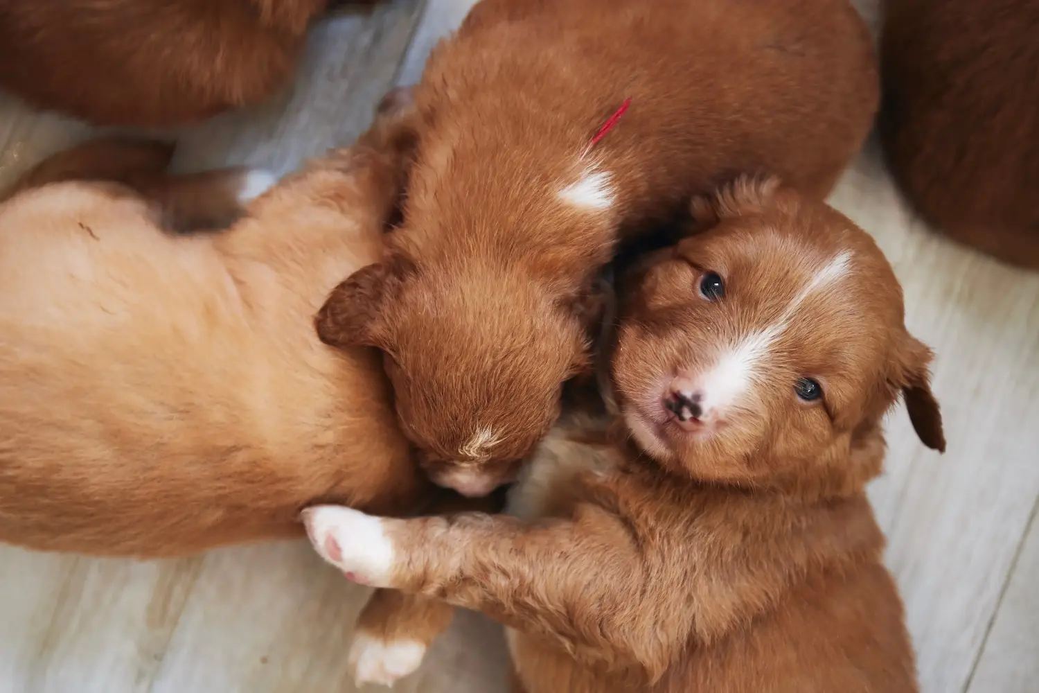 Buying a Nova Scotia Duck Tolling Retriever puppy means taking responsibility! Buy Nova Scotia Duck Tolling Retriever puppies.