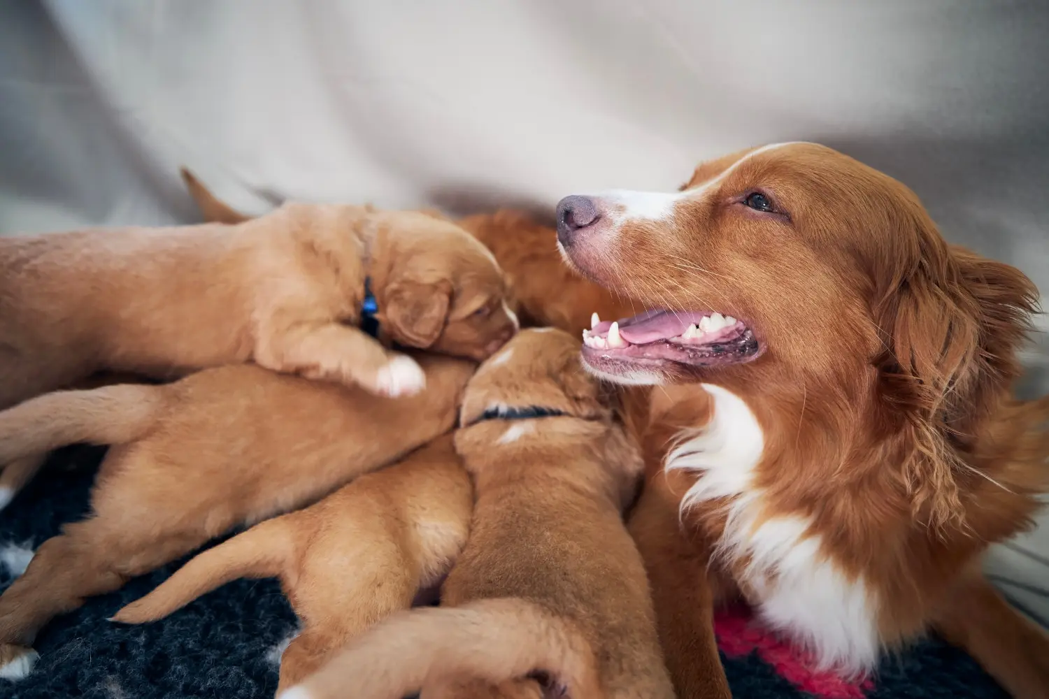 Buying a Nova Scotia Duck Tolling Retriever puppy means taking responsibility! Buy Nova Scotia Duck Tolling Retriever puppies.