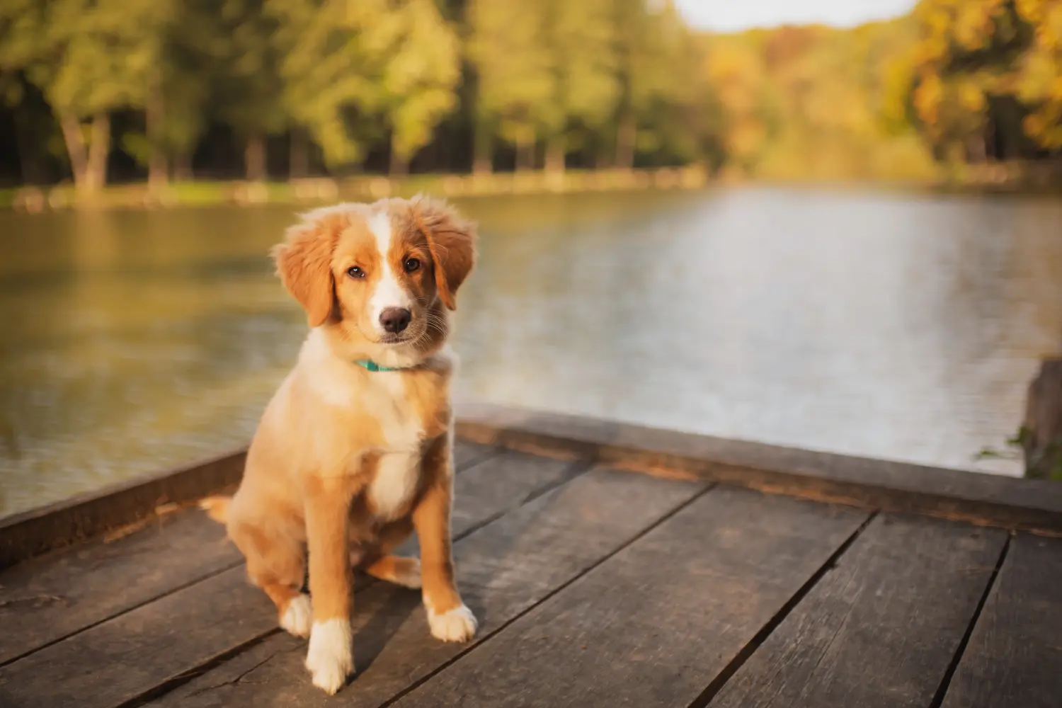 Buying a Nova Scotia Duck Tolling Retriever puppy means taking responsibility! Buy Nova Scotia Duck Tolling Retriever puppies.