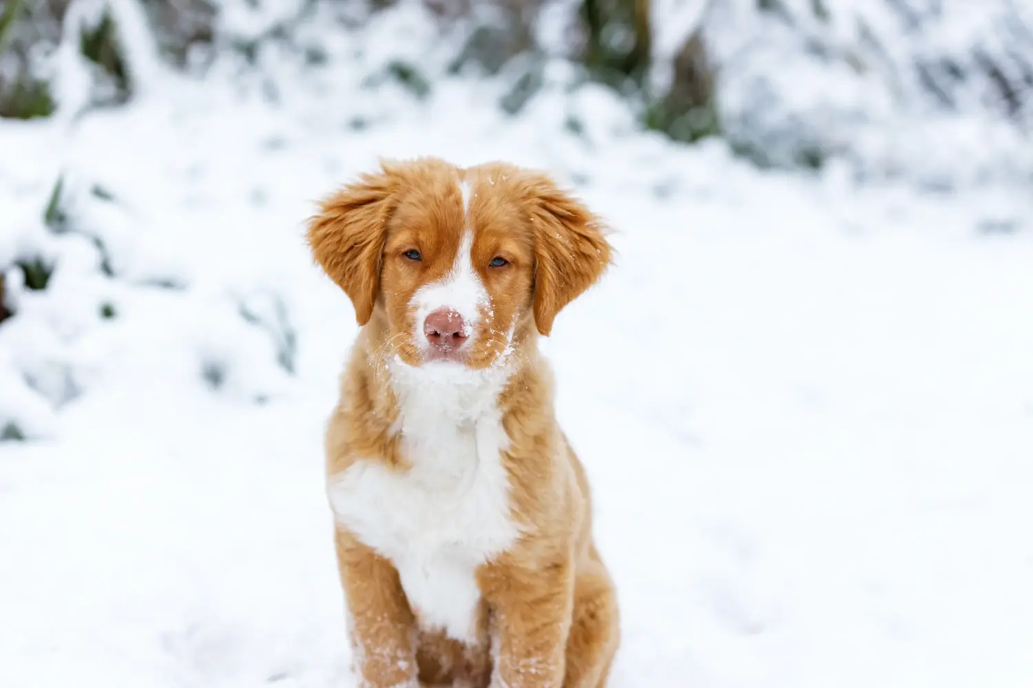 Buying a Nova Scotia Duck Tolling Retriever puppy means taking responsibility! Buy Nova Scotia Duck Tolling Retriever puppies.