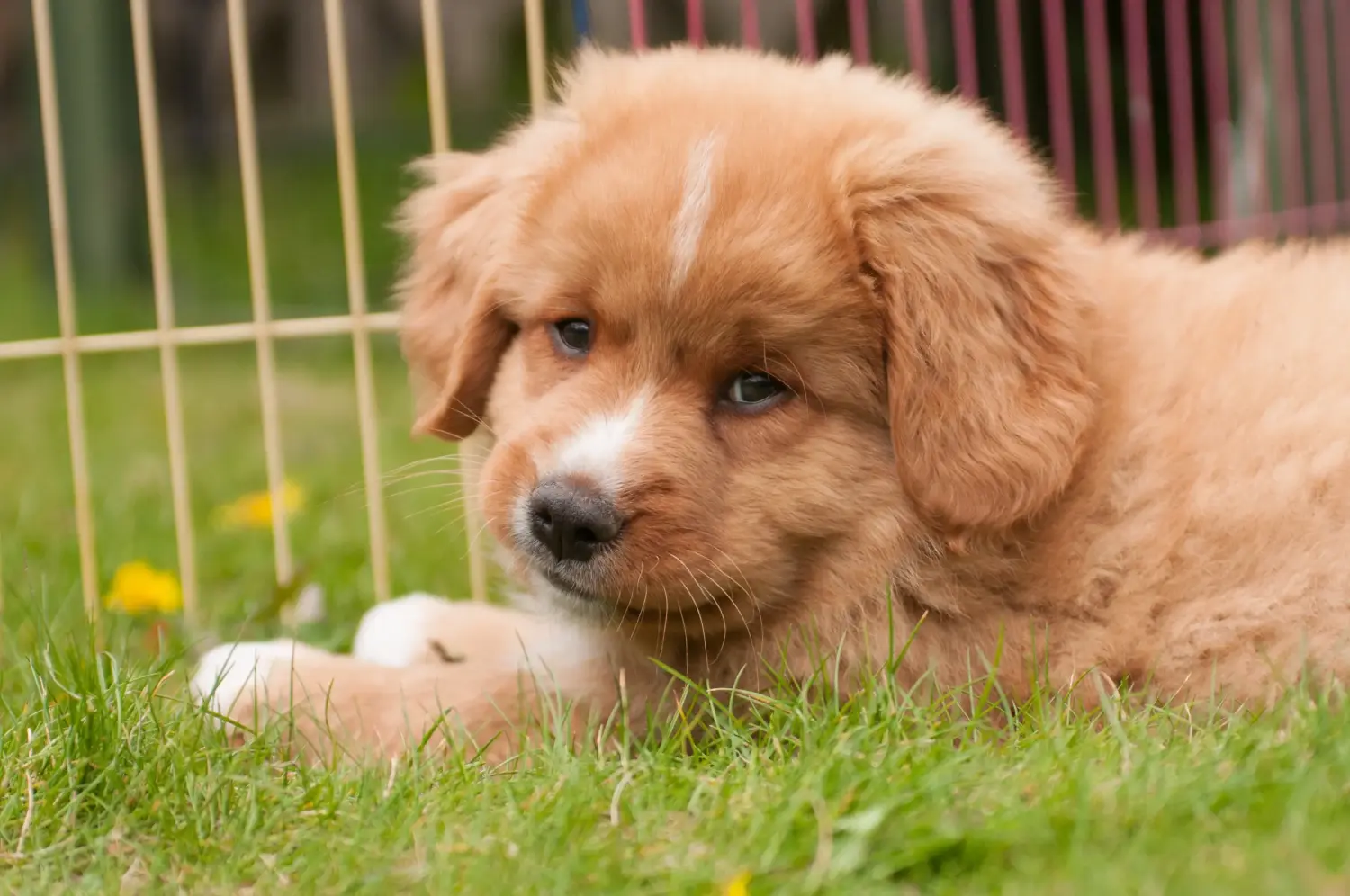 Buying a Nova Scotia Duck Tolling Retriever puppy means taking responsibility! Buy Nova Scotia Duck Tolling Retriever puppies.