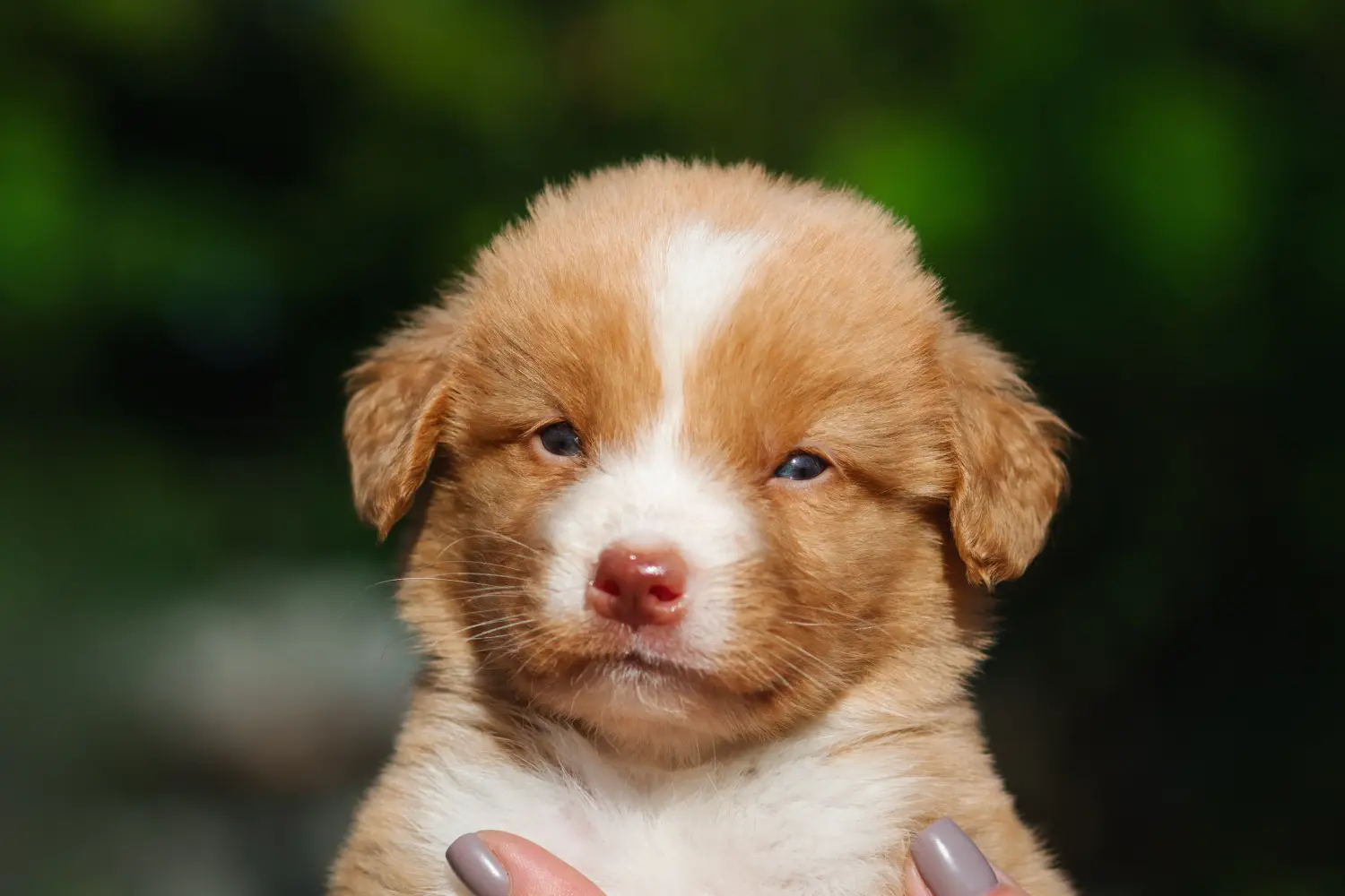 Buying a Nova Scotia Duck Tolling Retriever puppy means taking responsibility! Buy Nova Scotia Duck Tolling Retriever puppies.